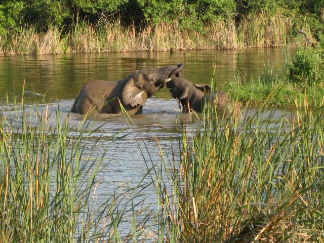 Hazyview Elephant Sanctuary