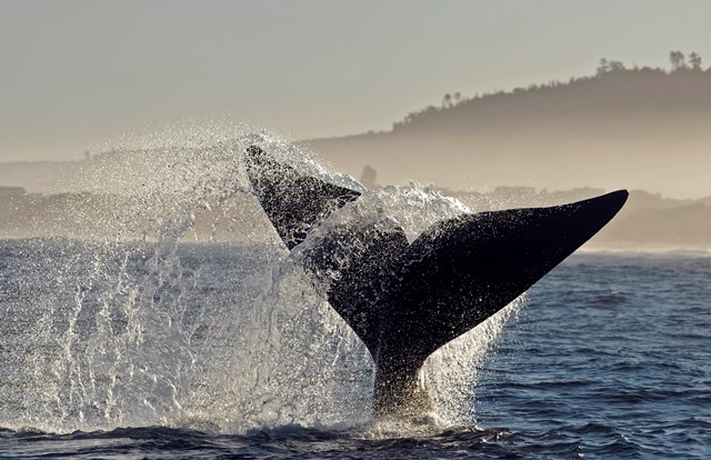 Hermanus Whale Watching