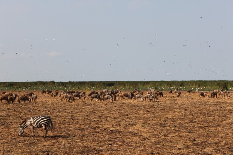 Lake Manyara Wildlife