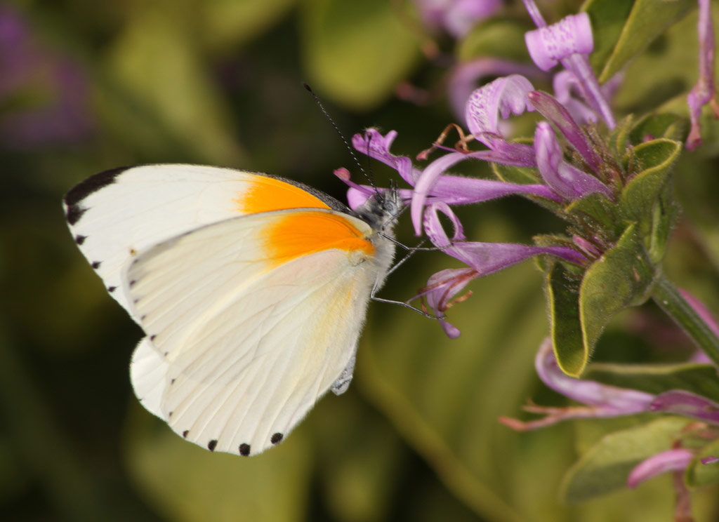 Johannesburg Botanical Gardens