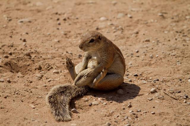 Kgalagadi Transfrontier Park