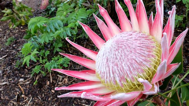 Kirstenbosch Gardens