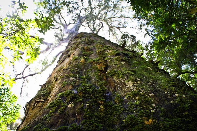 Tsitsikamma Big Tree