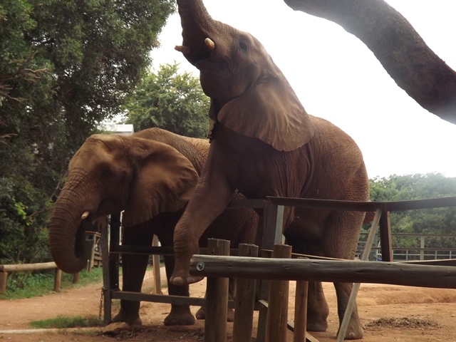 Elephant Sanctuary Hartbeespoort Dam - family vacation