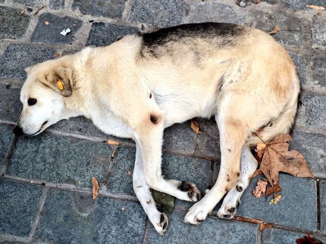 Tagged Dog In Istanbul