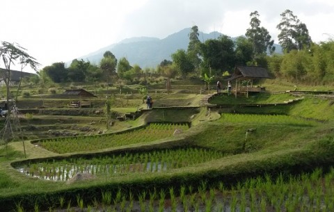 Rice paddy fields in Bandung West Java, Indonesia