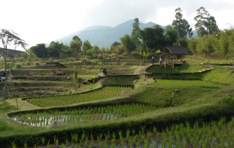 Rice paddy fields in Bandung West Java, Indonesia