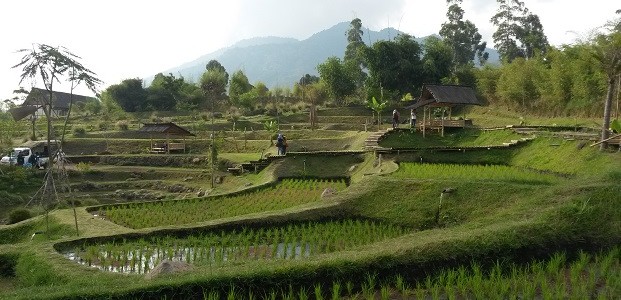 Rice paddy fields in Bandung West Java, Indonesia