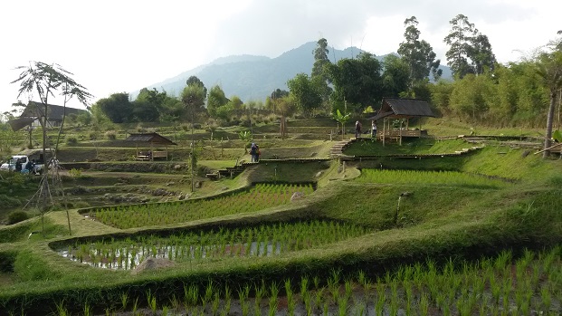 Rice paddy fields in Bandung West Java, Indonesia