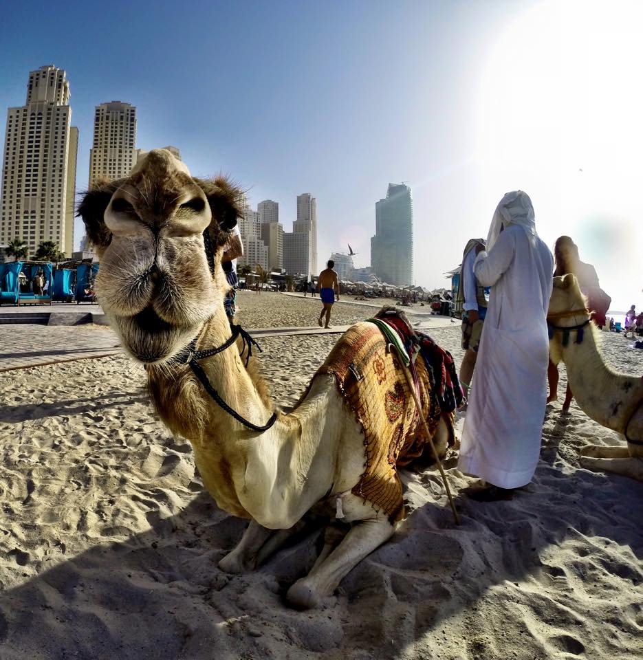 Marina Beach Camel Rides