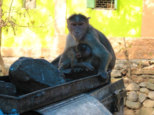 Beware The Monkeys - Elephanta Island