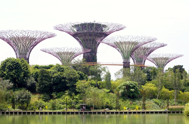The giant Supertree Grove of Gardens by the Bay.