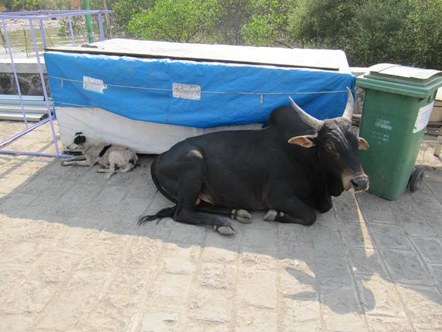 A Sacred Cow rests next to a dog on a Mumbai street.