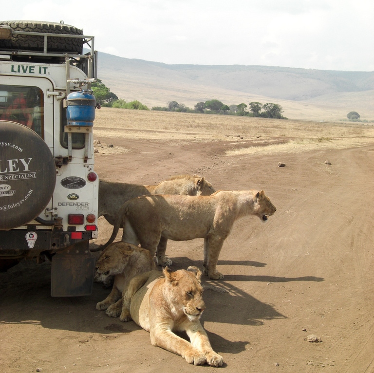 lions contre 4x4 lecucurbitacee https://www.flickr.com/photos/jpetitseigneur/5983607000/in/photolist-6ZbZwa-kysrcb-4EupbM-kyqzWi-4ms9Zs-8qzzBC-a7KqUY-a7KxTW-a7FNpg/