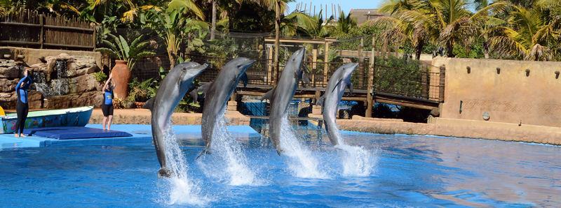 ushaka-dolphin-show-things-to-do-in-durban