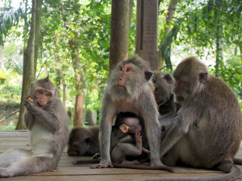 Monkey forest in Ubud