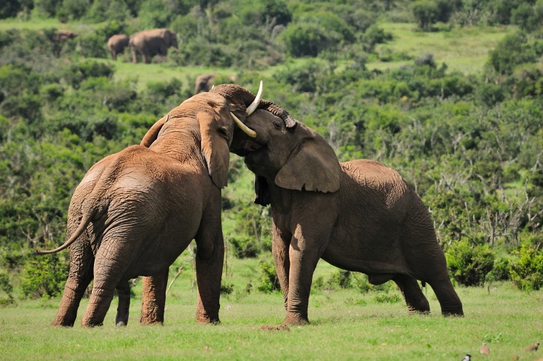 Addo Elephants - Nomad Tours
