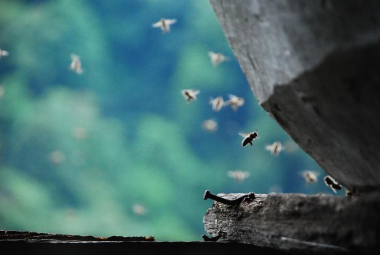 bees, Turkey