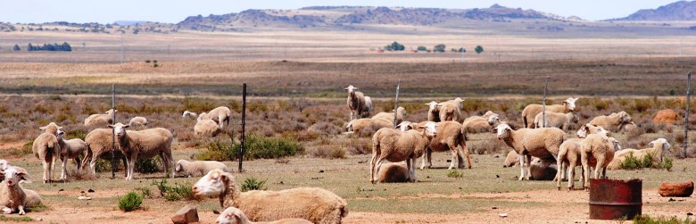 kuilfontein sheep