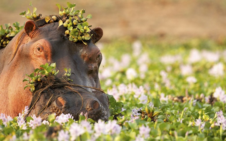 Mana Pools