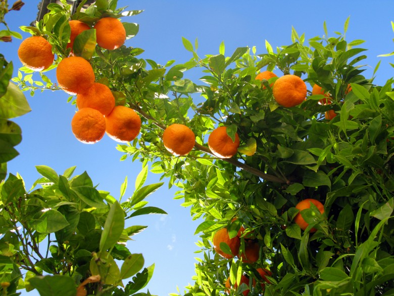 orange tree 