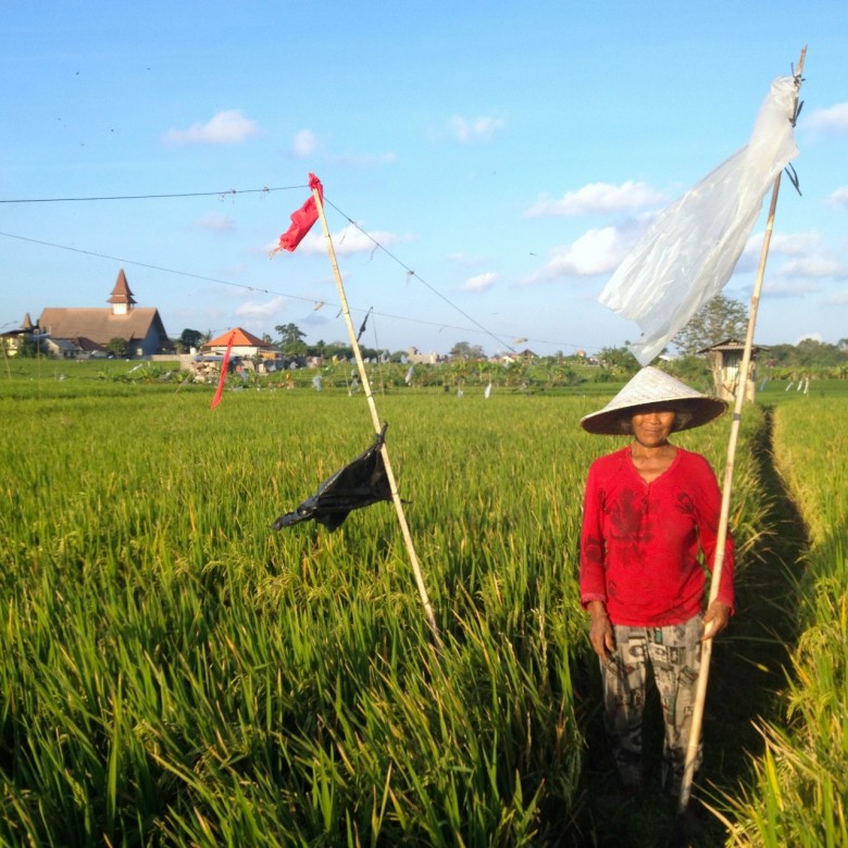 Rice paddy worker keeps the birds away, Kuta Utara (1280x1280)