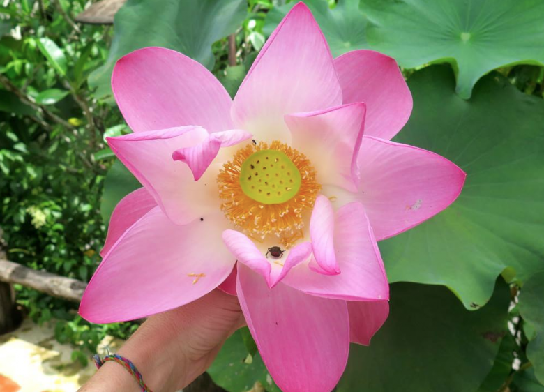 Lotus flower in the Spa Koh Chang gardens.