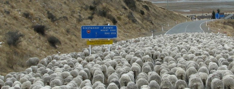 sheep traffic