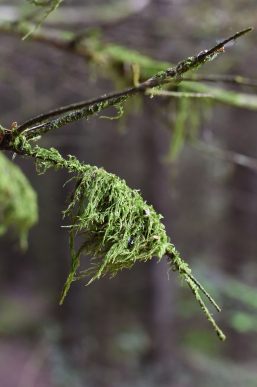 11. Moss hangs delicately off the trees in the cool, deep and dark forests, Ireland