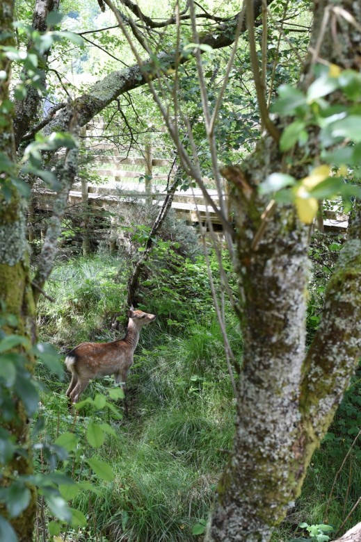 5. We spotted Bambi at the beginning of the trail, just after the Monastic ruins. Glendelough, Ireland