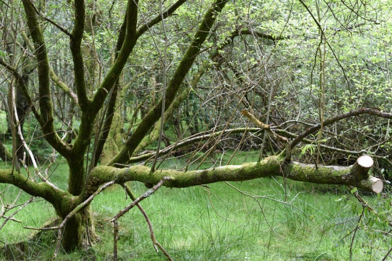 7. The forests in Ireland have an ethereal quality, one can’t help treading lightly and quietly… so as not to disturb the fairies.