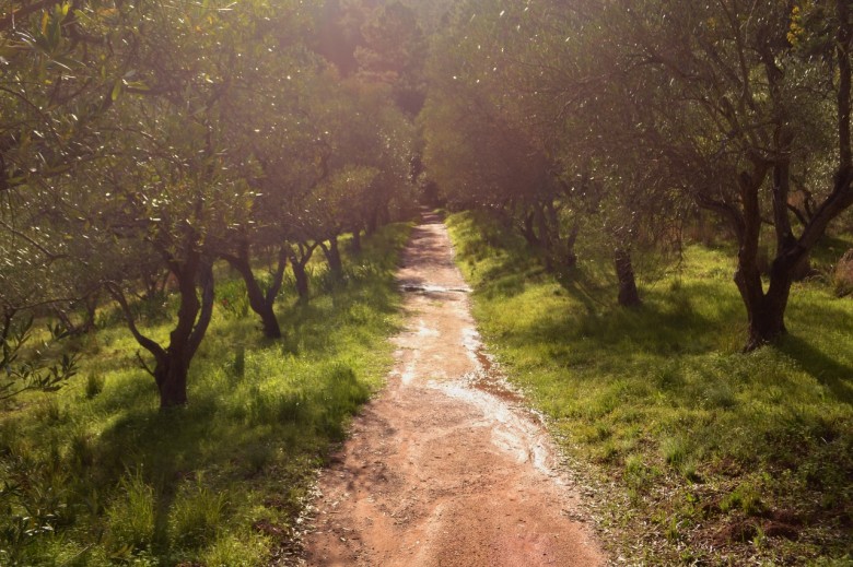 Olive groves at Cascade Manor
