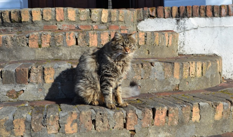 Cellar the cat at Laborie