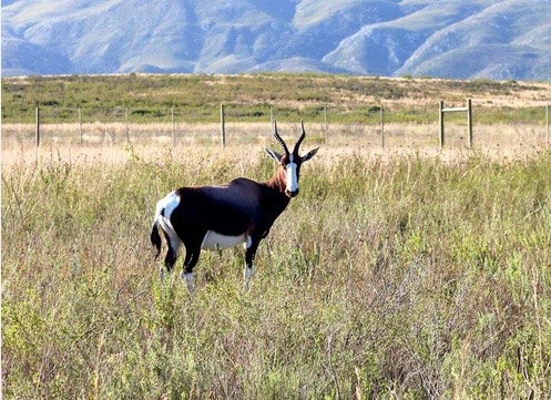 Dawn Jorgensen. SANParks 2