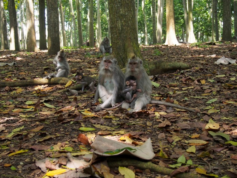 Monkey Business Ubud