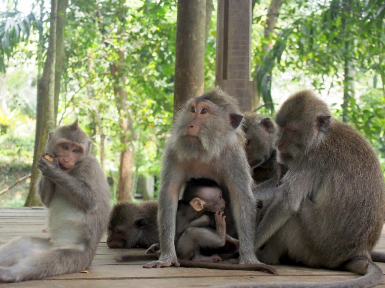 Monkey Business Ubud