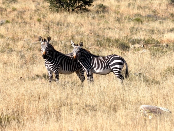 Mountain Zebra National Park. Cape Mountain Zebra. Dawn Jorgensen. SANParks 6