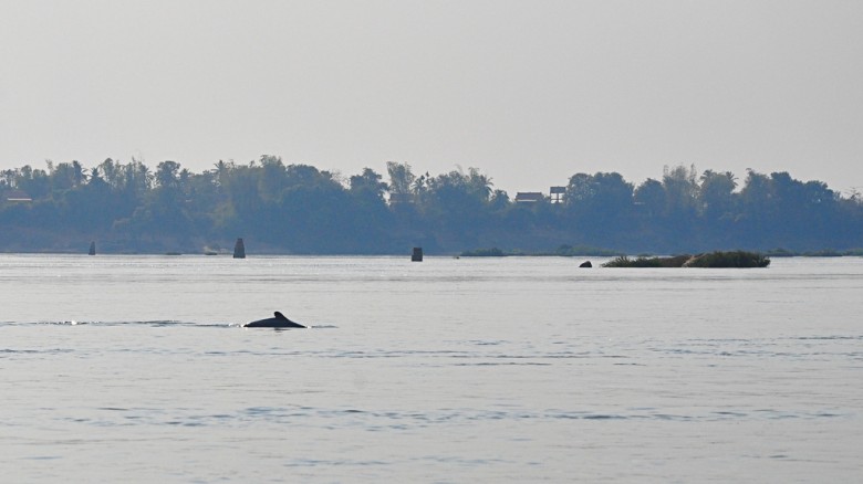 irrawaddy dolphins