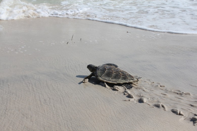 This little guy makes a runner for the water.