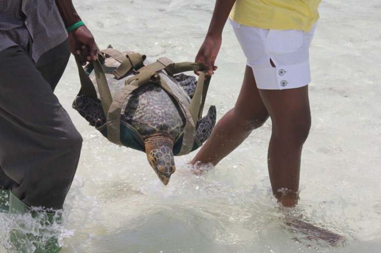 Releasing a hawksbill turtle into the ocean.