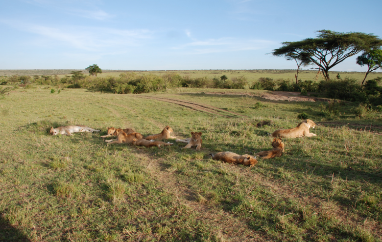 Lions relax on the plains.