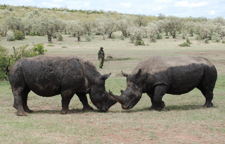 These two rhinos, Queen Elizabeth and Kofie Anan, are in a reserve with around the clock protection.