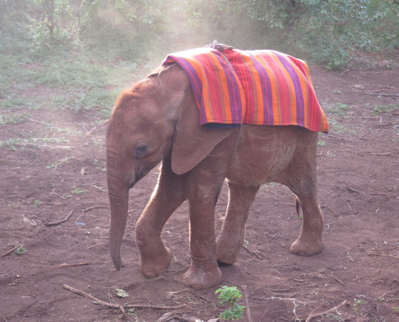 One of the babies coming in from the game reserve, Masai blanket on for the night.
