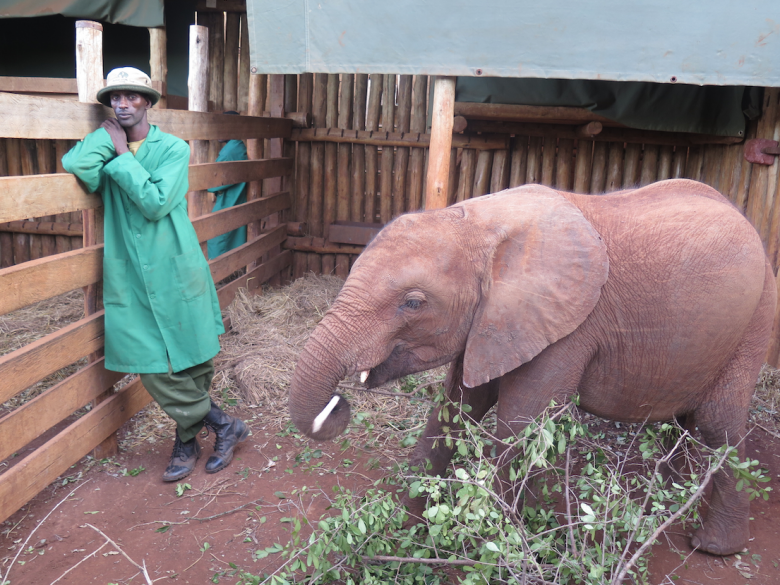 One of the keepers with a baby elephant, the elephants are never alone. 