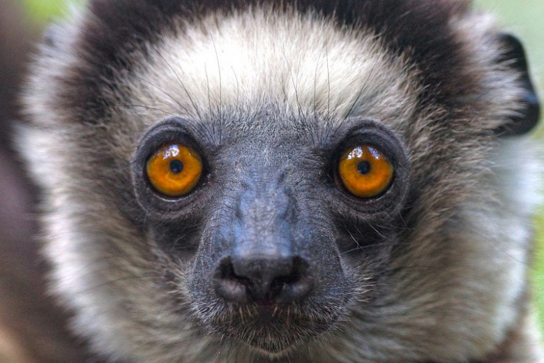 eye contact the malagasy way