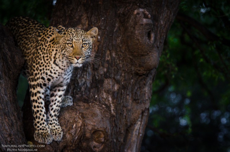 leopard by Ruth Nussbaum