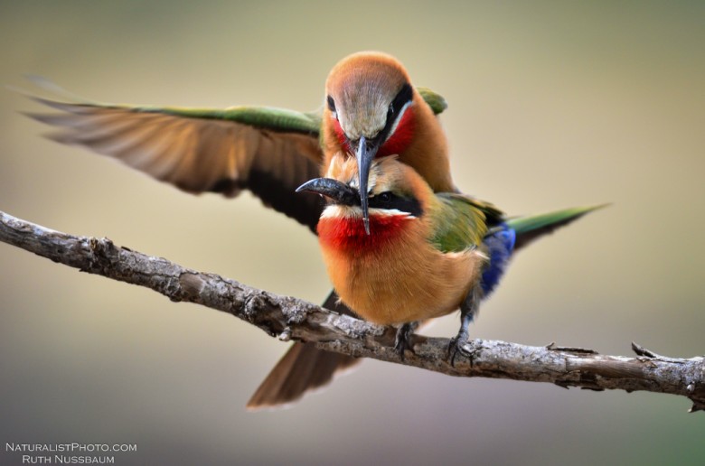 Ruth Nussbaum birds