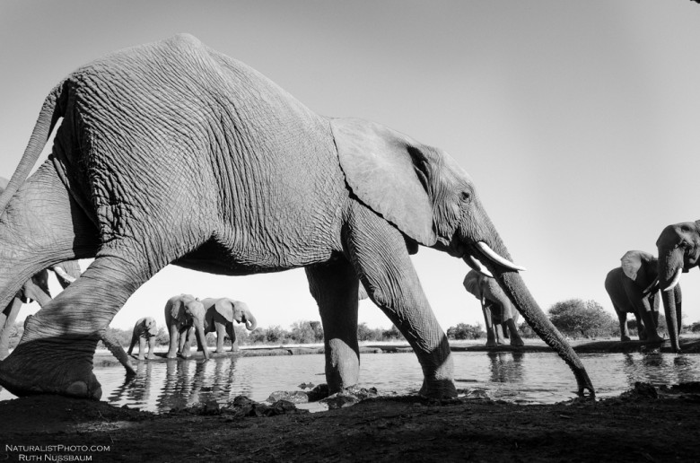 elephant by Ruth Nussbaum