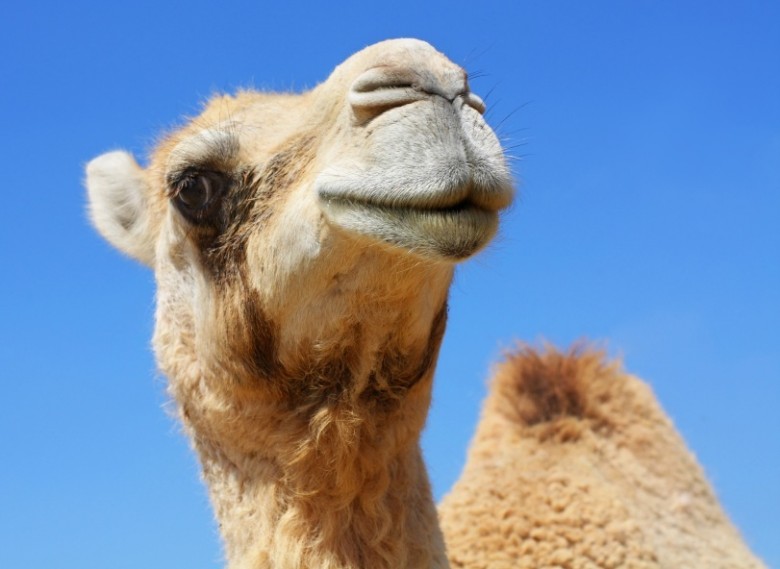 funny camel