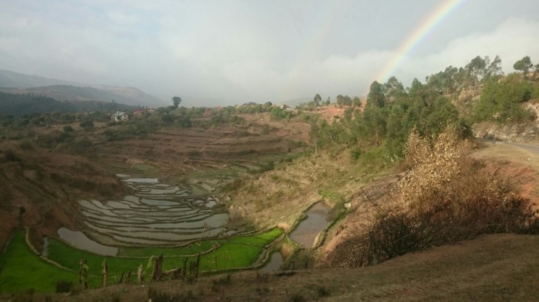 rice paddy madagascar